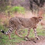 Cheetah - Hluhulwe